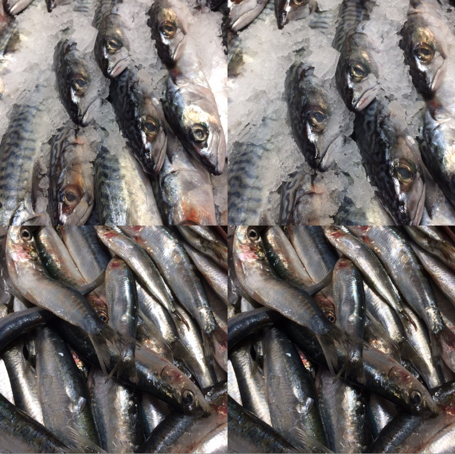 Les bonnes raisons de consommer du maquereau et de la sardine.