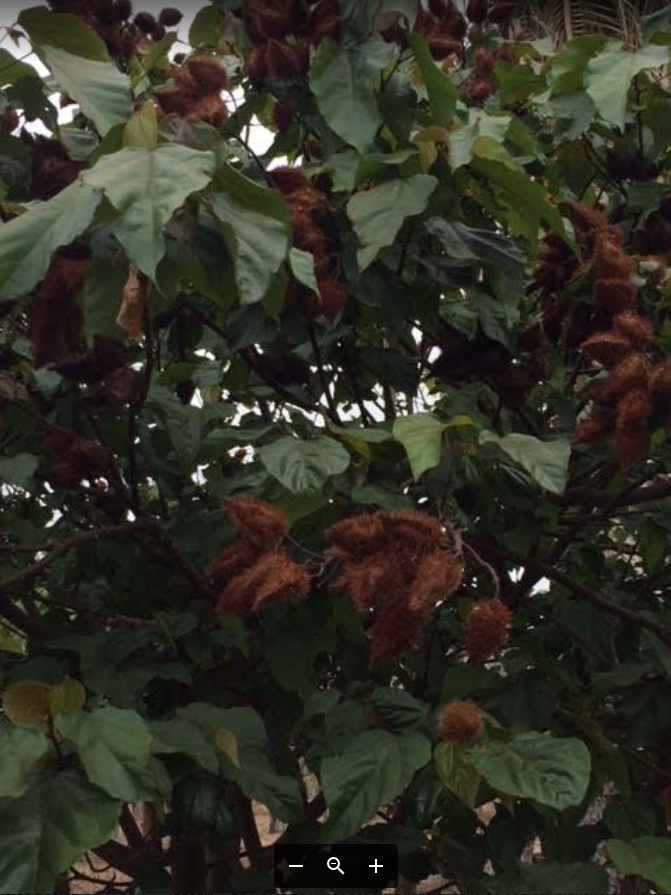 L&rsquo;URUCUM